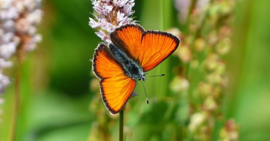 A nagy tűzlepke az Év lepkéje az idei évben