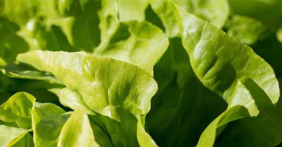 5 szezonális zöldség, amit érdemes fogyasztani tavasszal