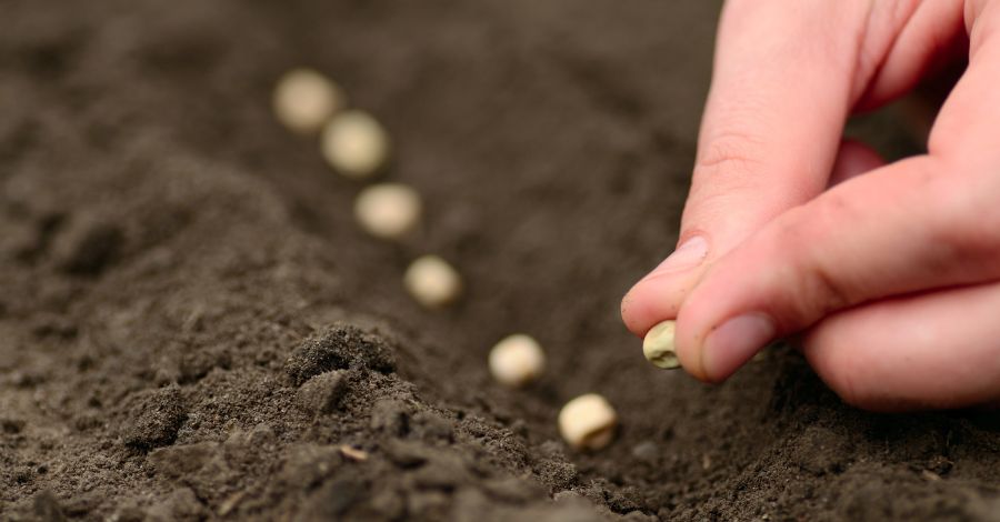 Mik a legfőbb kerti teendők márciusban?