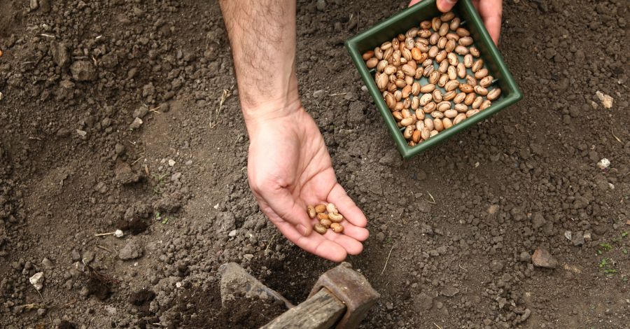 Hamarosan elvethetők a melegigényes zöldségfélék