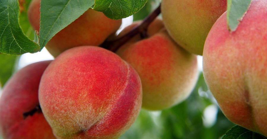 Tippek az őszibarack szüreteléséhez