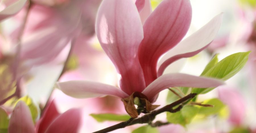 Hogyan kell teleltetni a magnóliát?