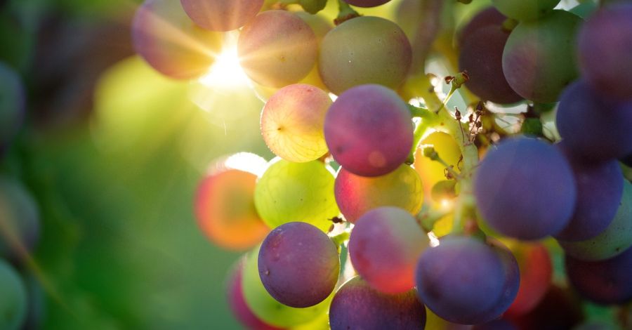 Ellenőrzést végzett a NÉBIH a kertészeti szaporítóanyagok forgalmában